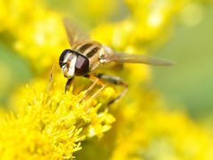 Helophilus trivittatus